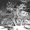 Another Tree