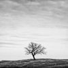 another tree there