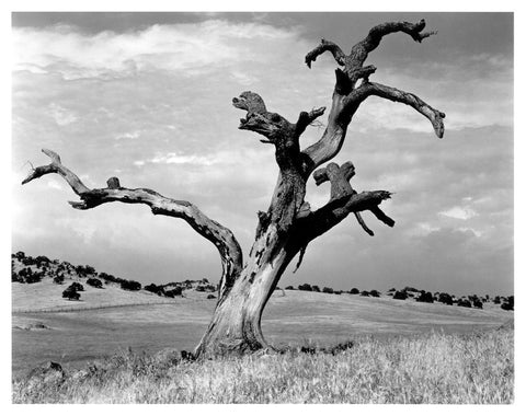 Dry Californian tree